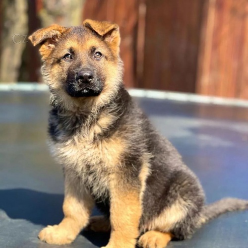 Prod�m �t��ata n�meck�ho ov��ka