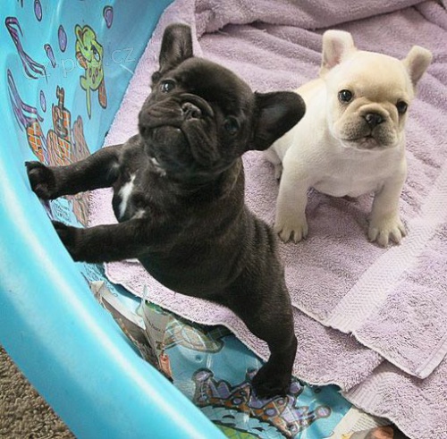 Prod�m ZDRAV� a O�KOVAN� �t��ata francouzsk�ho buldo�ka.