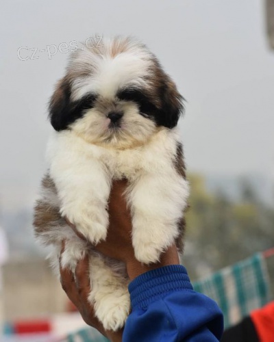 Prod�m �t��ata SHIH TZU