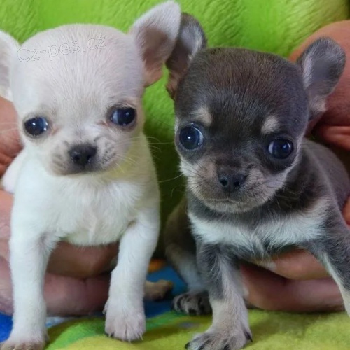 Prod�m MINI �t��ata �ivavy