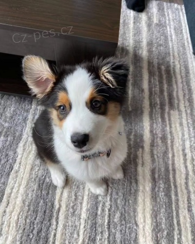 Prod�m roztomil� �t��ata australsk�ho ov��ka