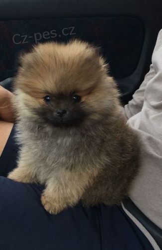 �t��ata pomeraniana na prodej.