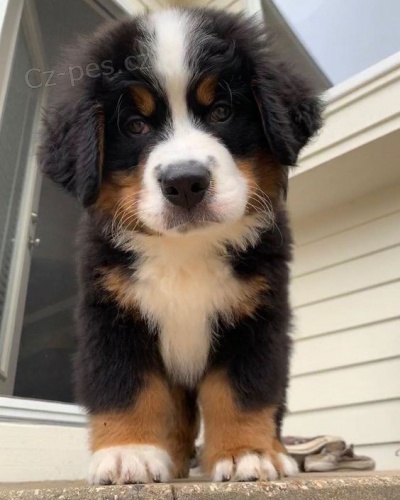 Prod�m �t��ata bernsk�ho sala�nick�ho psa.