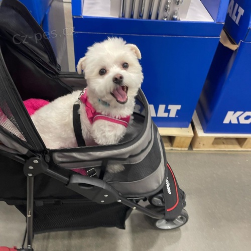 Prod�m zdrav� a o�kovan� �t��ata mini hra�ek Havamalt.