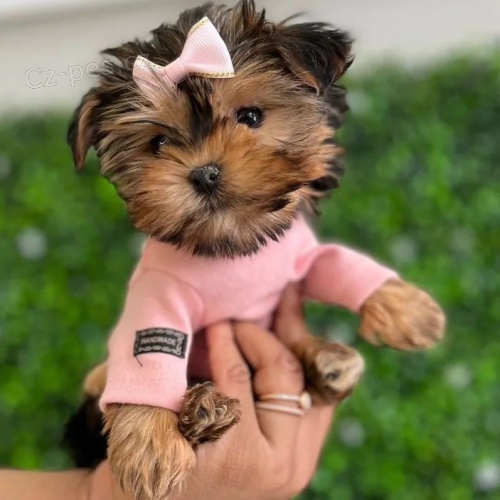 Prod�m roztomil� a kr�sn� miniaturn� �t���tka jork��rsk�ho teri�ra.