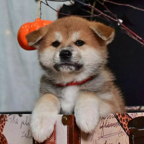 Prod�m �t��ata AKITA INU