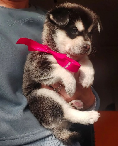 Alja�sk� klee kai �t��ata na prodej