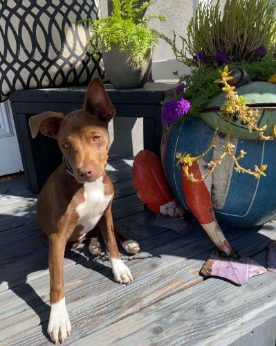 Prod�m �t��ata krys�ho teri�ra