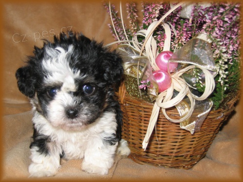 Rusk� barevn� bolonka - nab�z�me �t���tka