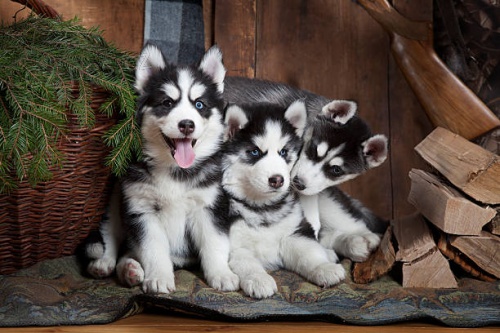 Sibi�sk� husky