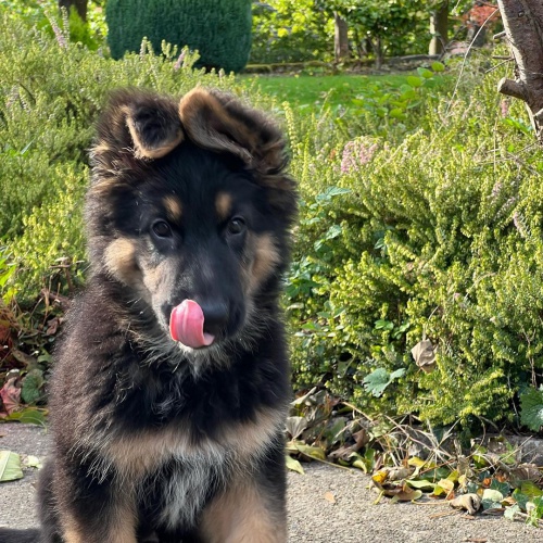 Prod�m �t��ata n�meck�ho ov��ka