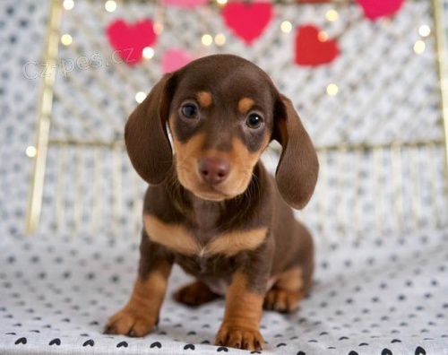 Prod�m zdrav� �t��ata kr�tkosrst�ch jezev��k�