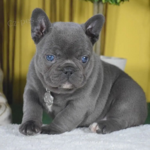 Prod�m ZDRAV� a O�KOVAN� �t��ata francouzsk�ho buldo�ka.