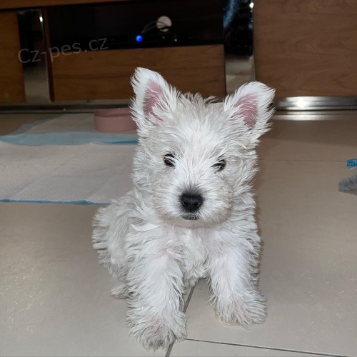Prod�m mini mini �t��ata West Highland White Terriers