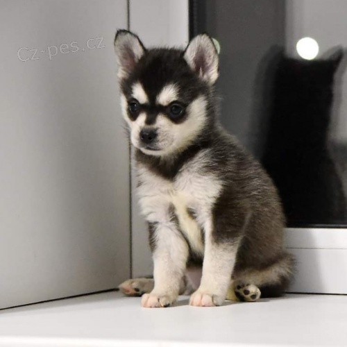 Prod�m �t��ata mini alja�sk�ho klee kai.