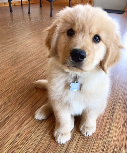 Prod�m ZDRAV� a O�KOVAN� �t��ata zlat�ho retr�vra.