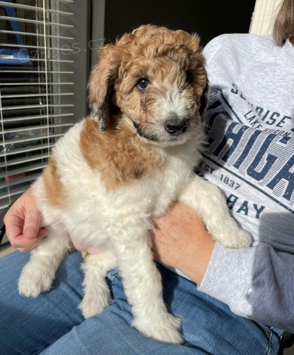 Prod�m �t��ata AUSSIEDOODLE