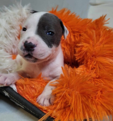 Staford��rsk� bullteri�r s PP