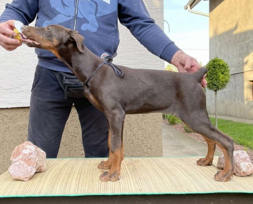 Dobrman �t��ata na prodej