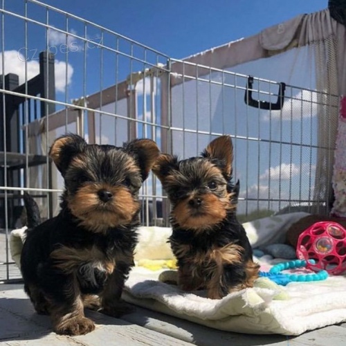 Prod�m mini �t��ata yorkie.