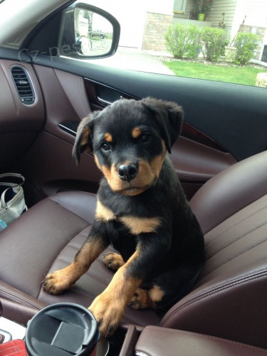 Prod�m miniaturn� �t��ata rotvajlera.