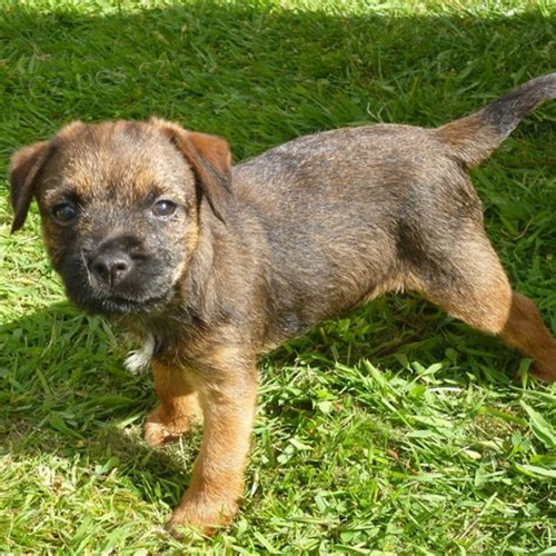 Prod�m �t��ata mini border teri�ra.