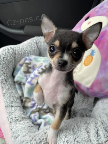 Prod�m MINI �t��ata �ivavy