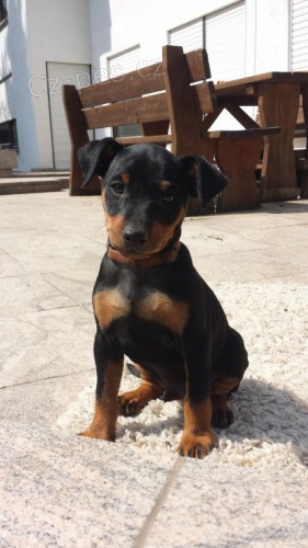 Prod�m �t��ata dobrmana.