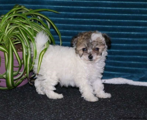 �T��ATA �ELTIPO