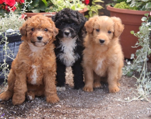 SHELTIPOO �T��ATA na prodej