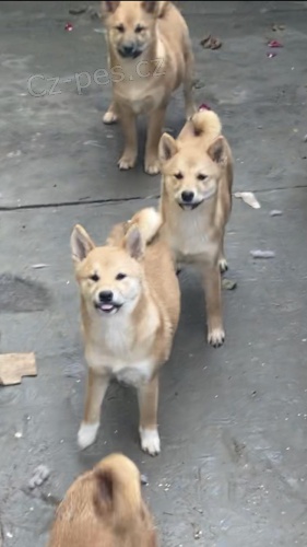 Shiba Inu �t��ata