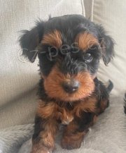 YORKIPOO �T�N�
