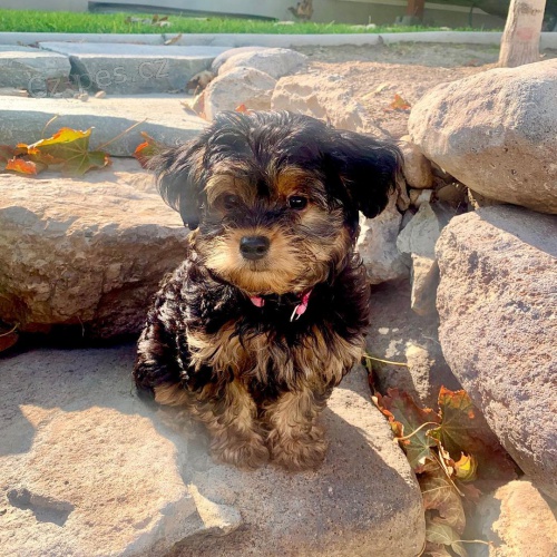 YORKIPOO �T��ATA K ADOPCI