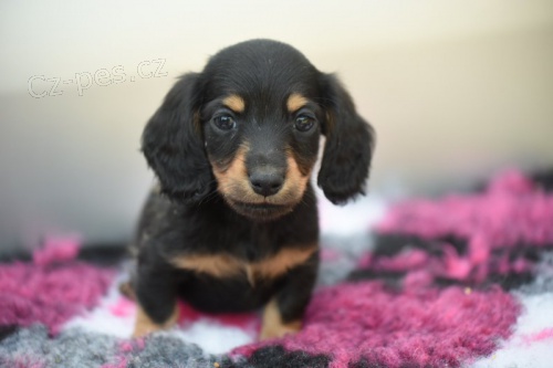 Dlouhosrst� mini �t��ata jezev��ka k adopci