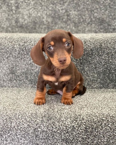 Prod�m o�kovan� �t��ata jezev��k� kr�tkosrst�ch ps� a fen