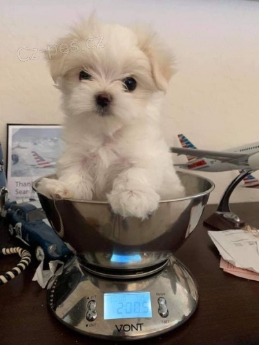 Prod�m mini o�kovan� �t��ata malt�z�k�.