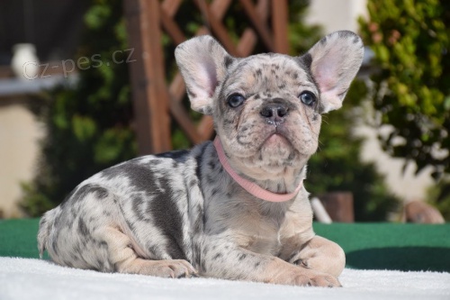 mini �t��ata francouzsk�ho buldo�ka k adopci.