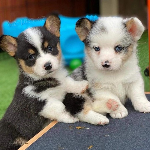 Prod�m �t��ata Pembroke Welsh Corgi.