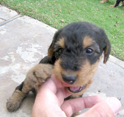 �t��ata erdelteri�ra k adopci