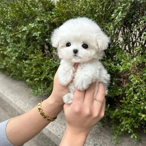 Prod�m �t��ata bi�onka.