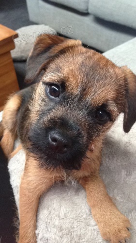 Prod�m �t��ata border teri�ra.