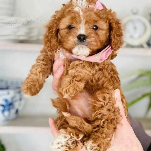 Prod�m o�kovan� a od�erven� �t��ata Cavapoo mini