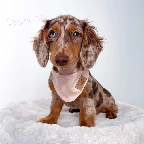 Kr�sn� dlouhosrst� mini jezev��ka �t���tka k dispozici a p�ipravena k prodeji. Pouze pro v�n� osoby.