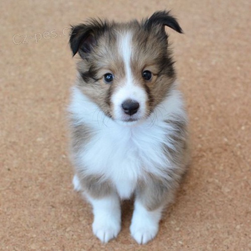 Prod�m �t��ata shetlandsk�ho ov��ka.