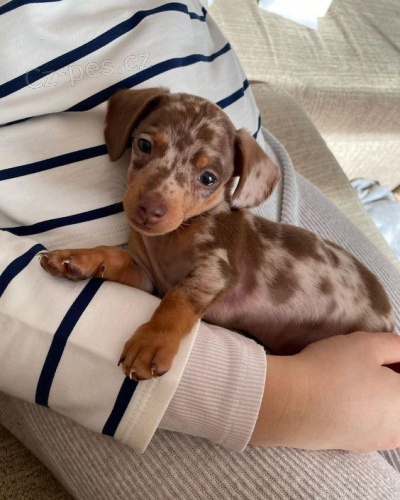 Prod�m trpasli�� �t��ata jezev��ka hladkosrst�ho