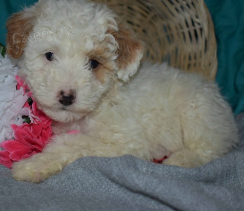 �T��ATA �ELTIPO