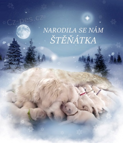 Zlat� retr�vr s pr�kazem p�vodu