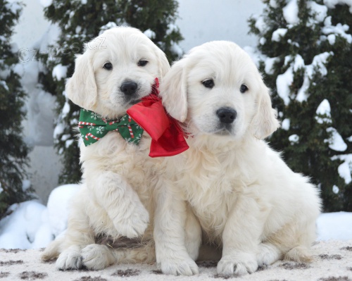 Zlat� retr�vr s PP