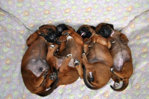 Rhod�sk� Ridgeback �t���tka s PP.