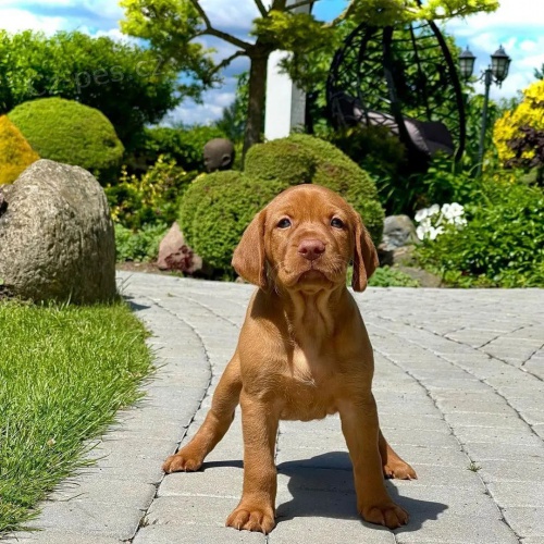�T��ATA VIZSLA